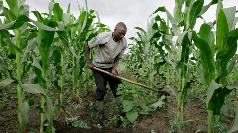 NCRI Boss Advises Farmers Against Early Planting