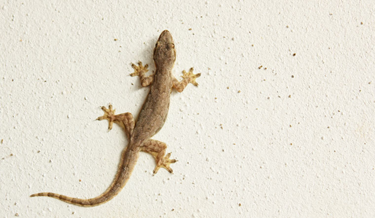 Wall Gecko Kills Husband, Wife, Kids And Relations