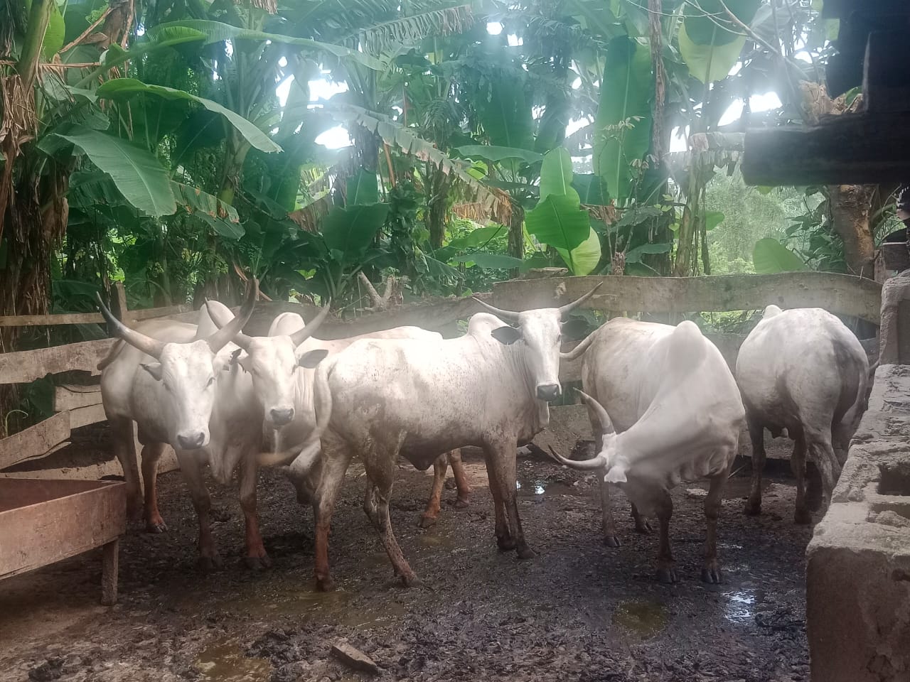 Police Bursts Cattle Rustlers Syndicate, Recovers Six Cattles, Rescues Kidnap Victim